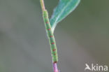 Brummelspanner (Mesoleuca albicillata)