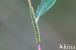 Brummelspanner (Mesoleuca albicillata)