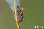 Getekende gamma-uil (Macdunnoughia confusa)