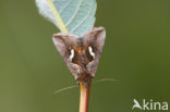 Getekende gamma-uil (Macdunnoughia confusa)