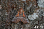 herald moth (Scoliopteryx libatrix)