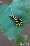 Alder Moth (Acronicta alni)