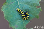 Alder Moth (Acronicta alni)