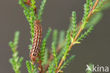 True Lover s Knot (Lycophotia porphyrea)