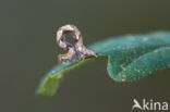 Bruine oogspanner (Cyclophora quercimontaria)