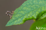 Guldenroededwergspanner (Eupithecia virgaureata)