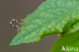 Golden-rod Pug (Eupithecia virgaureata)