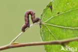 Ascotis selenaria