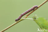 Ascotis selenaria