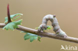 Hagedoornvlinder (Opisthograptis luteolata)