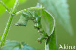 Donker Brandnetelkapje (Abrostola triplasia)