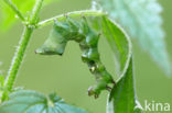 Donker Brandnetelkapje (Abrostola triplasia)