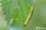 Haarbos (Ochropleura plecta)