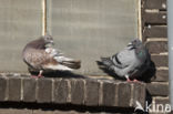 Stadsduif (Columba livia domestica)