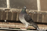 Stadsduif (Columba livia domestica)