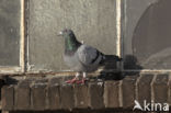 Stadsduif (Columba livia domestica)