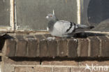 Stadsduif (Columba livia domestica)