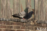 Stadsduif (Columba livia domestica)