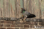 Stadsduif (Columba livia domestica)