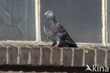 Stadsduif (Columba livia domestica)