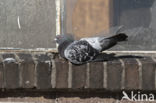 Feral Pigeon (Columba livia domestica)