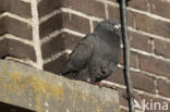 Feral Pigeon (Columba livia domestica)