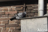 Feral Pigeon (Columba livia domestica)