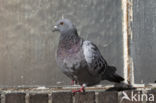 Feral Pigeon (Columba livia domestica)