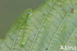 Leverkleurige spanner (Euchoeca nebulata)