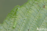 Dingy Shell (Euchoeca nebulata)