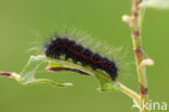 Veenheide-uil (Acronicta menyanthidis)