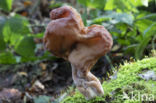 Bisschopsmuts (Gyromitra infula)