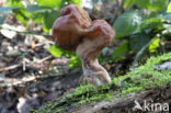 Gyromitra infula