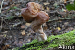 Gyromitra infula