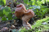 Gyromitra infula