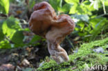 Gyromitra infula