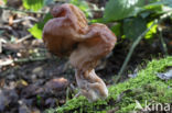 Gyromitra infula