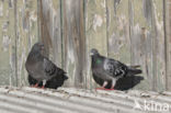 Stadsduif (Columba livia domestica)