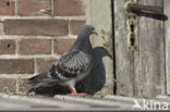 Feral Pigeon (Columba livia domestica)