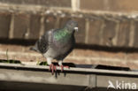 Feral Pigeon (Columba livia domestica)