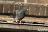 Stadsduif (Columba livia domestica)