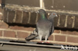 Feral Pigeon (Columba livia domestica)