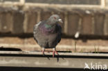 Stadsduif (Columba livia domestica)