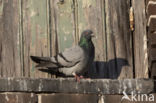 Feral Pigeon (Columba livia domestica)