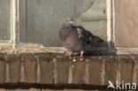 Feral Pigeon (Columba livia domestica)