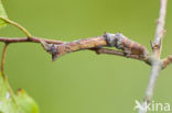 Herculesje (Selenia dentaria)