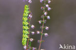 Roodbont heide-uiltje (Anarta myrtilli)