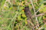 Blauwborst (Luscinia svecica)