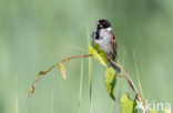 Rietgors (Emberiza schoeniclus)