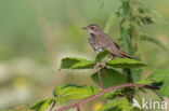 Blauwborst (Luscinia svecica)